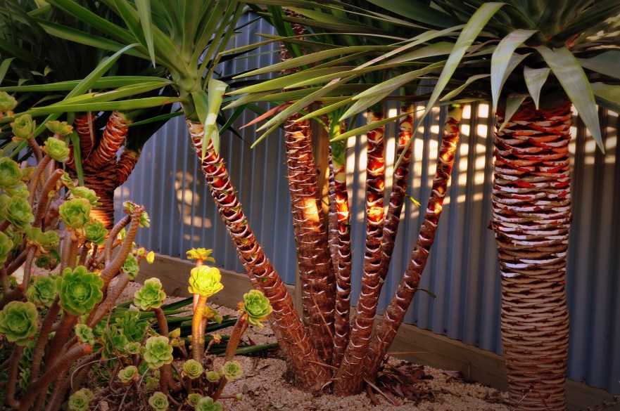 Dog Rocks Garden by Lance Youston