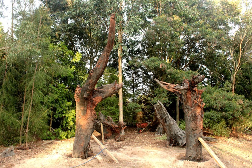 Petrified Forrest - @Dog Rocks garden feature